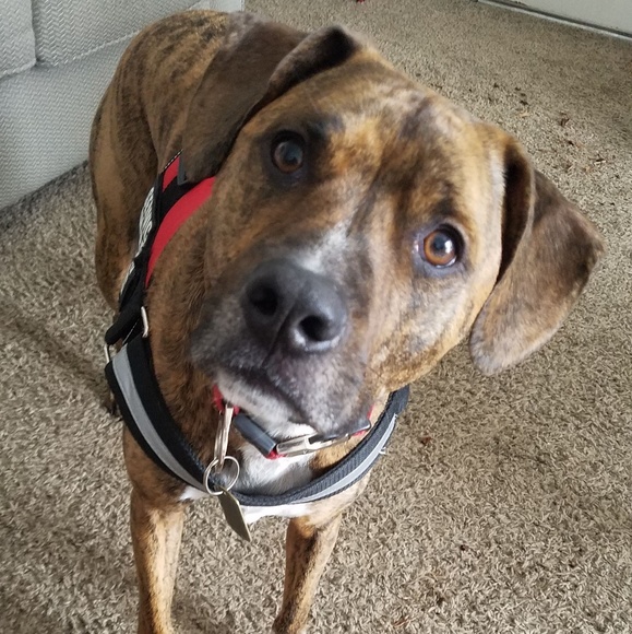 Sammy Dawg Thanks You for Your Purchase 💞 🐶💞 - Picture 3 of 8